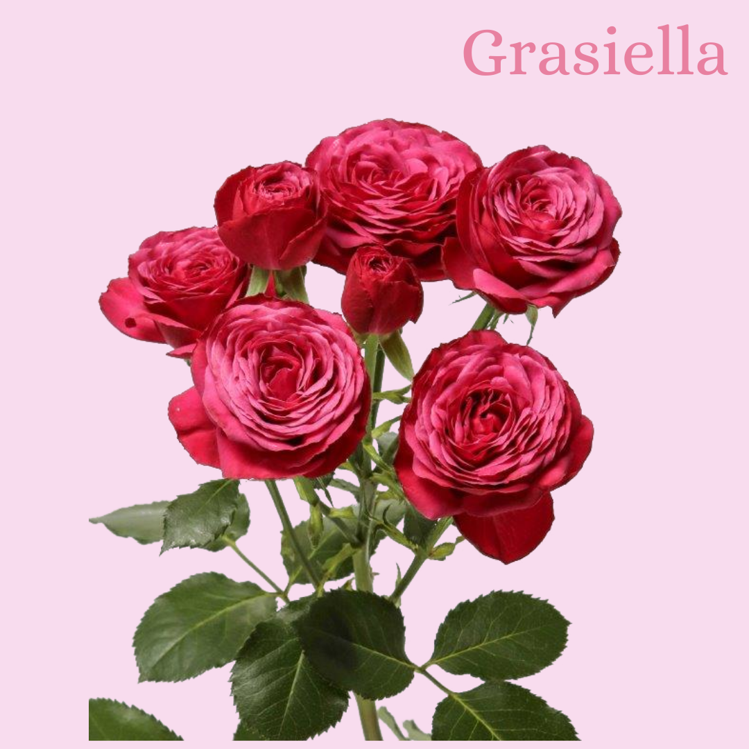 ROSE BR. GRASIELLA 40